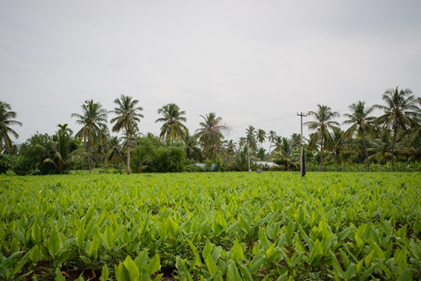 A green field