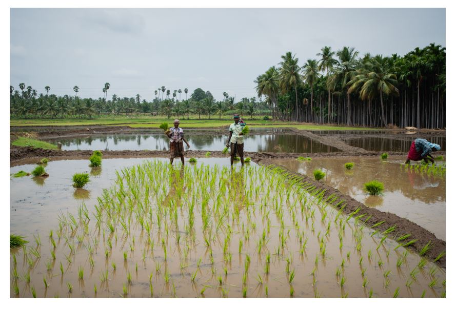 Farmers in a paddy field