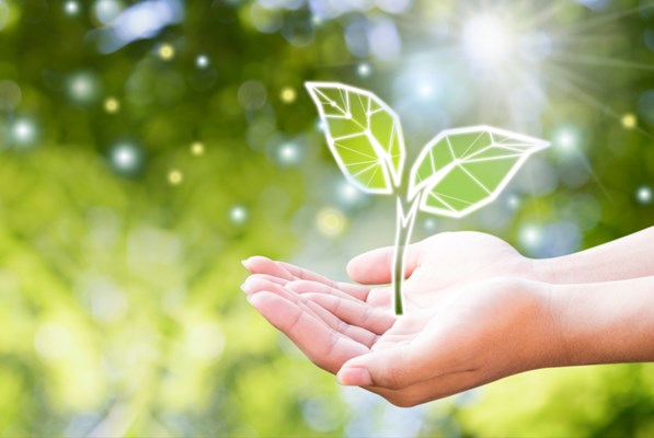 Hands holding a sapling