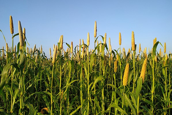 A field of crops