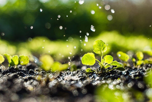 Water droplets falling on saplings