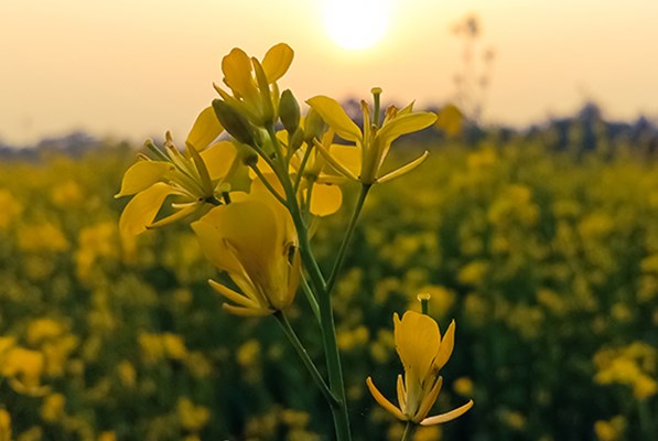 Stalk of yellow flowers