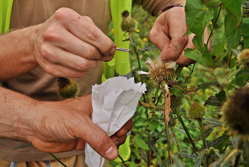 Farmers gathering seeds