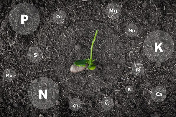 Pictorial of chemical symbols on the soil around a sapling