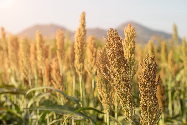 Field of millets