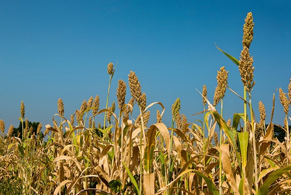 Field of corn