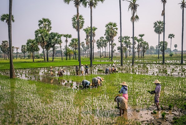 Farmers in a Field