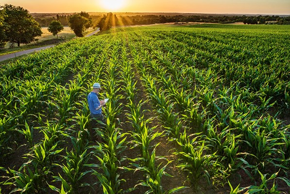 Farmer in a field