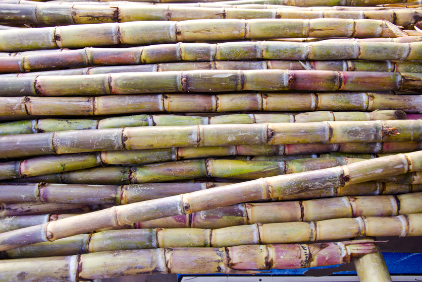 Stack of sugar canes