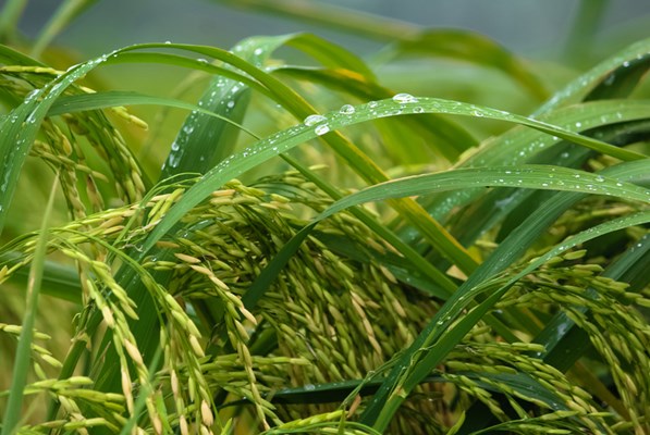 Rice crops