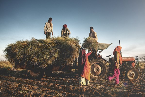 Farmers loading grass onto a tractor