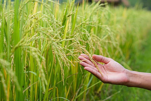 Hand touching a crop in a field