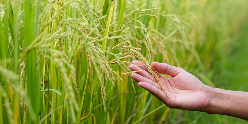 Hand touching a crop in a field