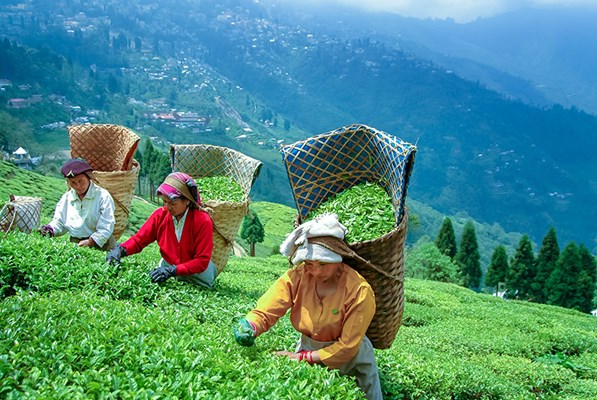 Women picking tea leaves