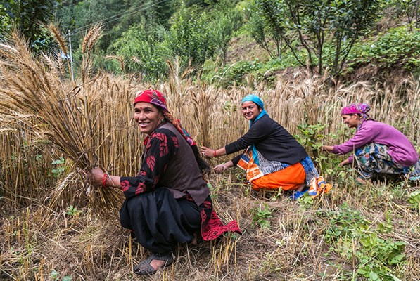 Women farmers in Himachal Pradesh harvesting wheat