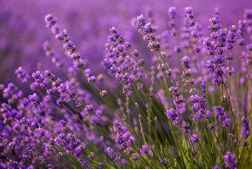 Purple lavender flowers field