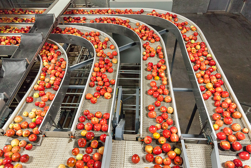 Fresh apples on conveyor belt