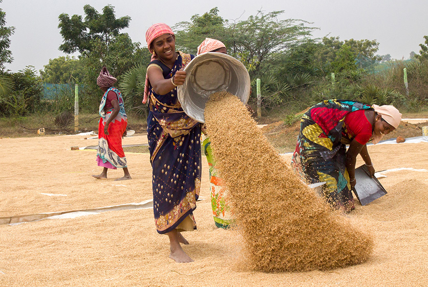 Women farmers drying food grains in Indian village