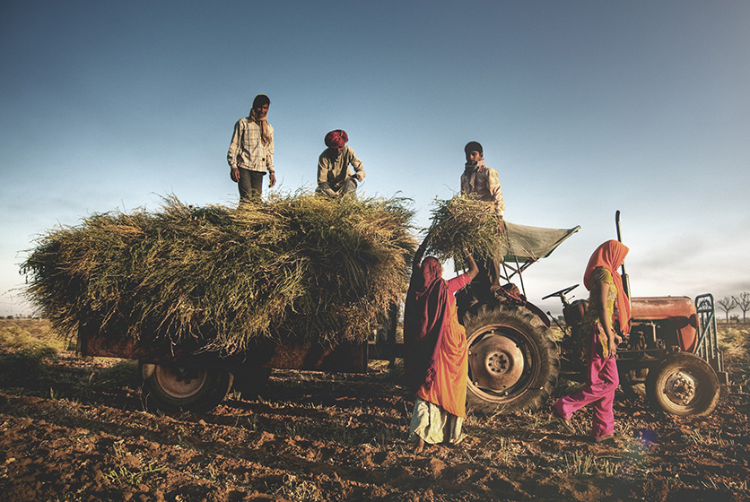 Farmers harvesting crops in Indian village