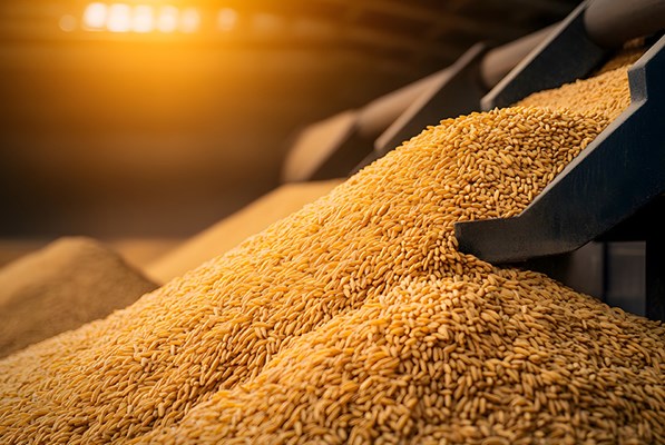 Golden grains pour from a conveyor